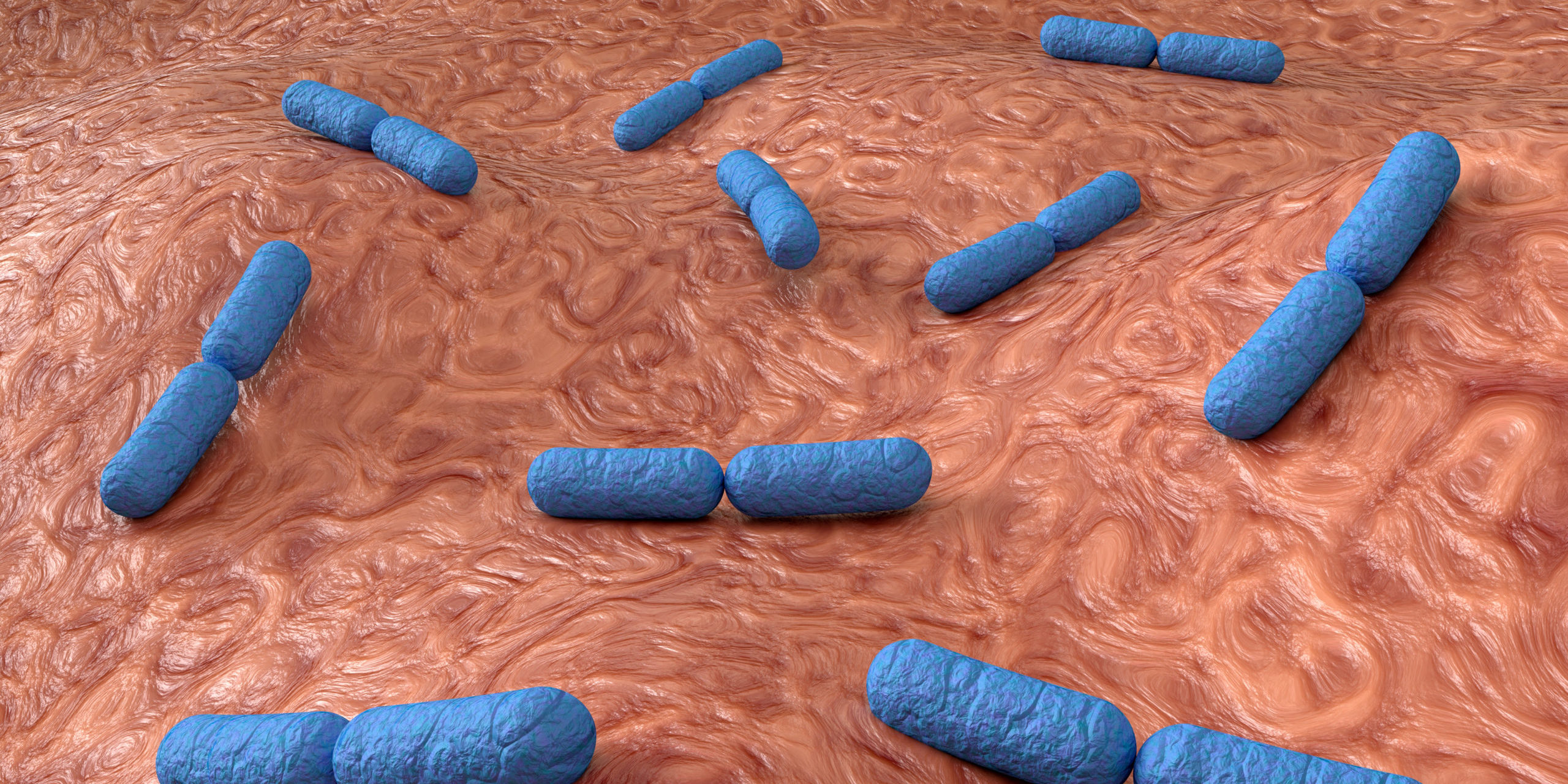 Bacteria probiótico bacteria probiótico