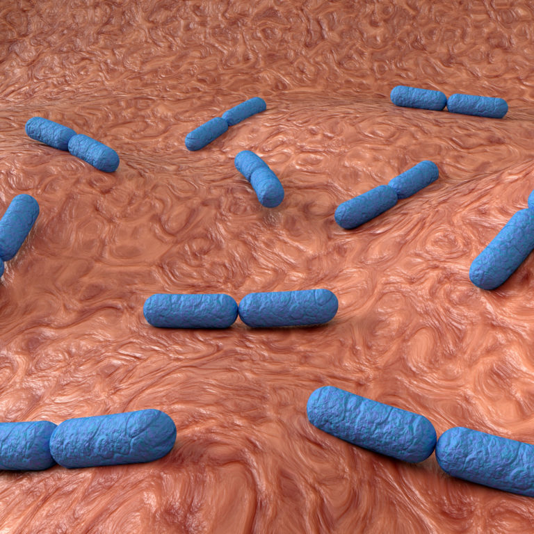 bacteria probiótico